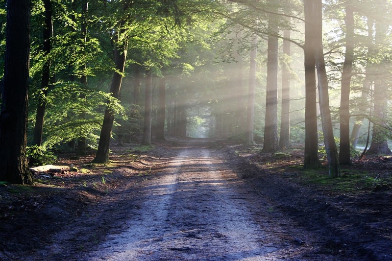 Tranquil forest path for nature walk